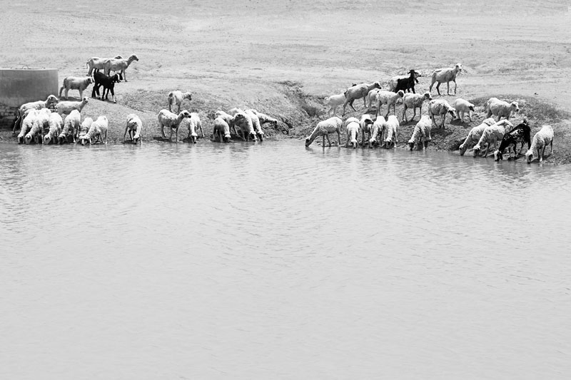 Livestock drinking water at the 'johad' filled by monsoon showers - village Binjharwali, Bikaner district, Rajasthan